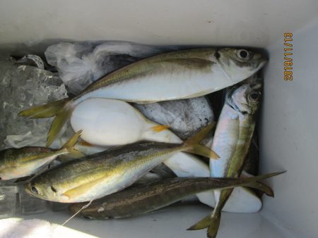 下関フィッシングパーク 釣果