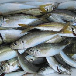 下関フィッシングパーク 釣果