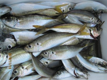 下関フィッシングパーク 釣果