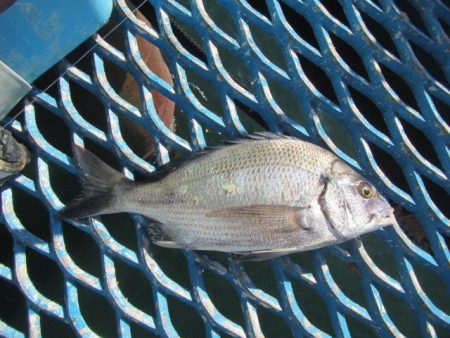 オリジナルメーカー海づり公園(市原市海づり施設) 釣果