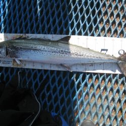 オリジナルメーカー海づり公園(市原市海づり施設) 釣果
