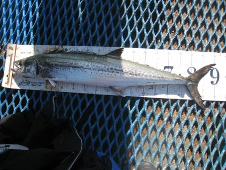 オリジナルメーカー海づり公園(市原市海づり…