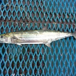 オリジナルメーカー海づり公園(市原市海づり施設) 釣果