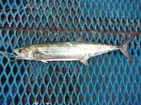 オリジナルメーカー海づり公園(市原市海づり施設) 釣果