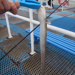 オリジナルメーカー海づり公園(市原市海づり施設) 釣果