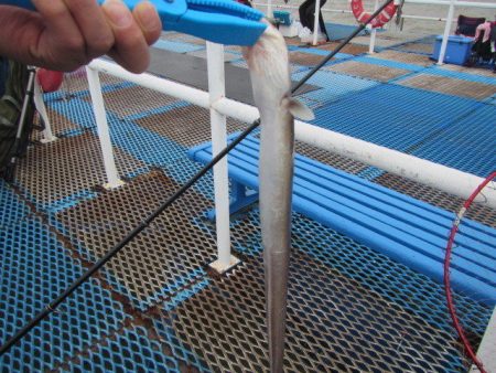 オリジナルメーカー海づり公園(市原市海づり施設) 釣果