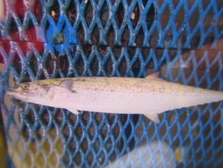 オリジナルメーカー海づり公園(市原市海づり…