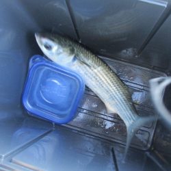 オリジナルメーカー海づり公園(市原市海づり施設) 釣果