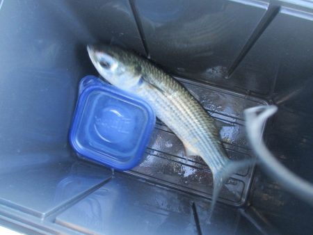 オリジナルメーカー海づり公園(市原市海づり施設) 釣果