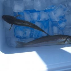 オリジナルメーカー海づり公園(市原市海づり施設) 釣果