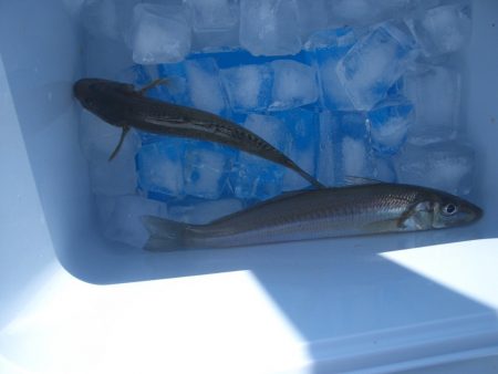 オリジナルメーカー海づり公園(市原市海づり施設) 釣果