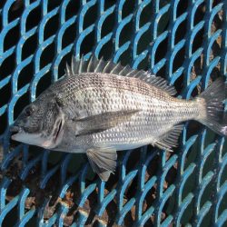 オリジナルメーカー海づり公園(市原市海づり施設) 釣果