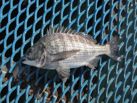 オリジナルメーカー海づり公園(市原市海づり施設) 釣果