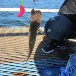 オリジナルメーカー海づり公園(市原市海づり施設) 釣果