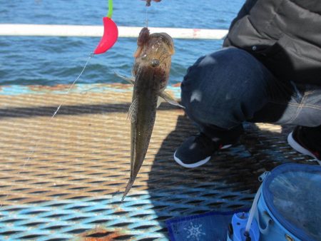 オリジナルメーカー海づり公園(市原市海づり施設) 釣果