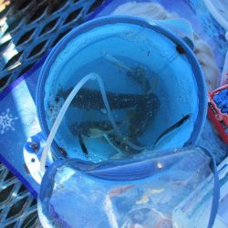 オリジナルメーカー海づり公園(市原市海づり施設) 釣果