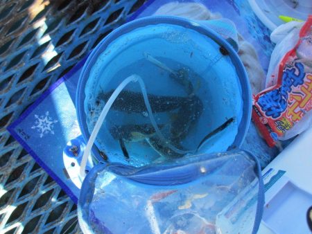 オリジナルメーカー海づり公園(市原市海づり施設) 釣果