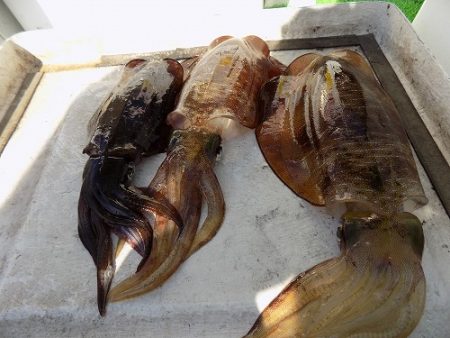 フィッシングボート空風(そらかぜ) 釣果