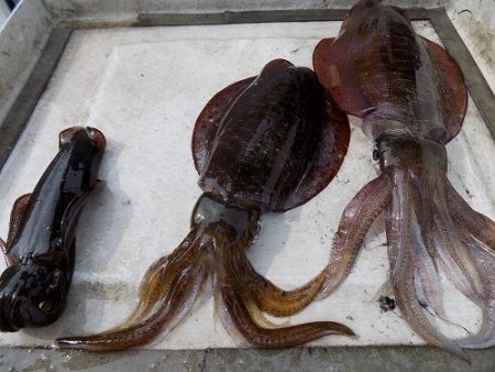 フィッシングボート空風(そらかぜ) 釣果