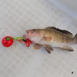 フィッシングボート空風(そらかぜ) 釣果