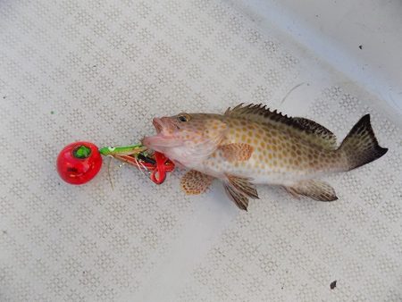 フィッシングボート空風(そらかぜ) 釣果