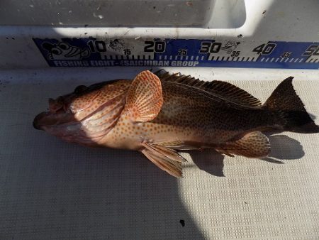 フィッシングボート空風(そらかぜ) 釣果