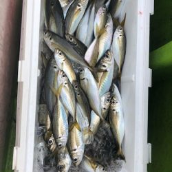 深川 吉野屋 釣果