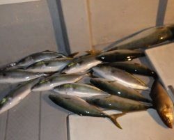 えすぽあ 釣果