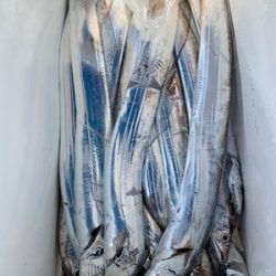 さんさん丸 釣果