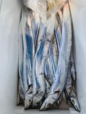 さんさん丸 釣果