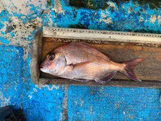 幸吉丸 釣果