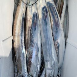 さんさん丸 釣果