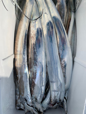 さんさん丸 釣果