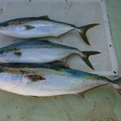 FISHING RISKY 釣果