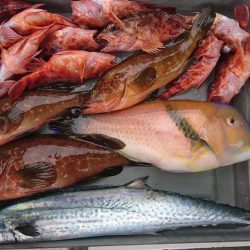 遊漁船 家入 釣果