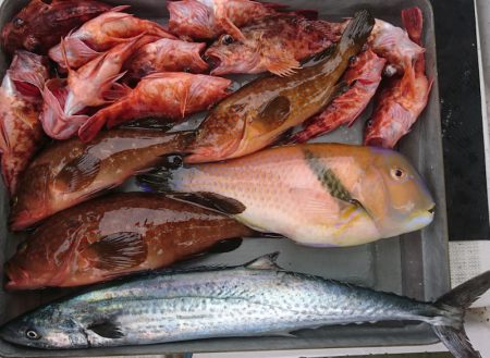 遊漁船 家入 釣果