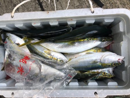 ヤザワ渡船 釣果