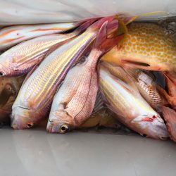 「LaGooN」蒼陽丸 日和号　 釣果