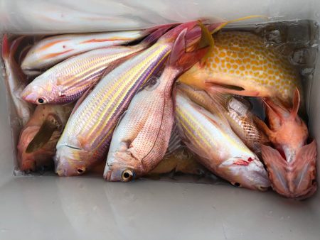 「LaGooN」蒼陽丸 日和号　 釣果