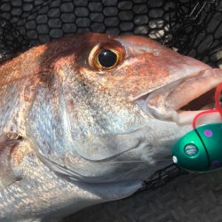 龍神丸(鹿児島) 釣果