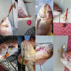 シーライオン 釣果