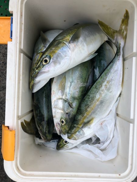 ヤザワ渡船 釣果