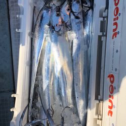 フィッシング キッタカ 釣果