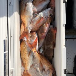 フィッシング キッタカ 釣果