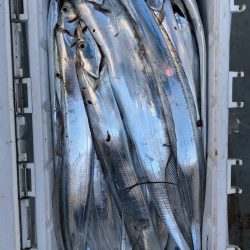 フィッシング キッタカ 釣果