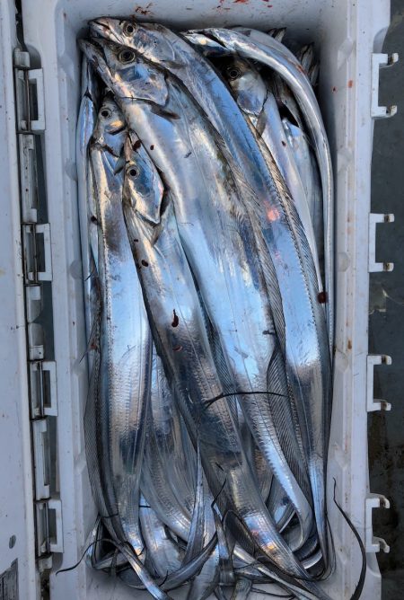 フィッシング キッタカ 釣果