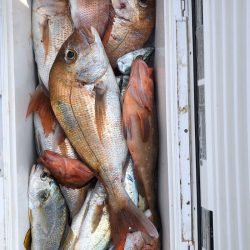 フィッシング キッタカ 釣果