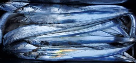 遊漁船 ニライカナイ 釣果