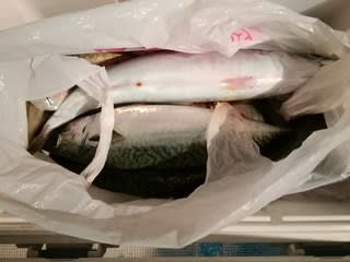松福丸 釣果