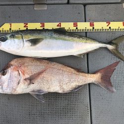 sea boss シーボス 釣果